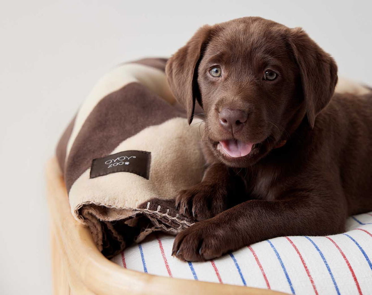 PolsterOase Hundedecke – Kaya Hundedecke, Groß Nr. 4